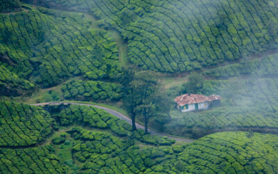 Munnar – 2N /Thekkady – 1N  (3 Nights/ 4 Days)