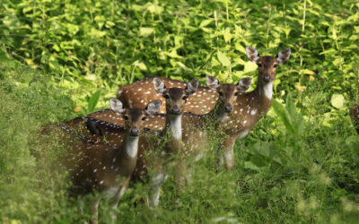 Mysore/Kabini/ Wayanad