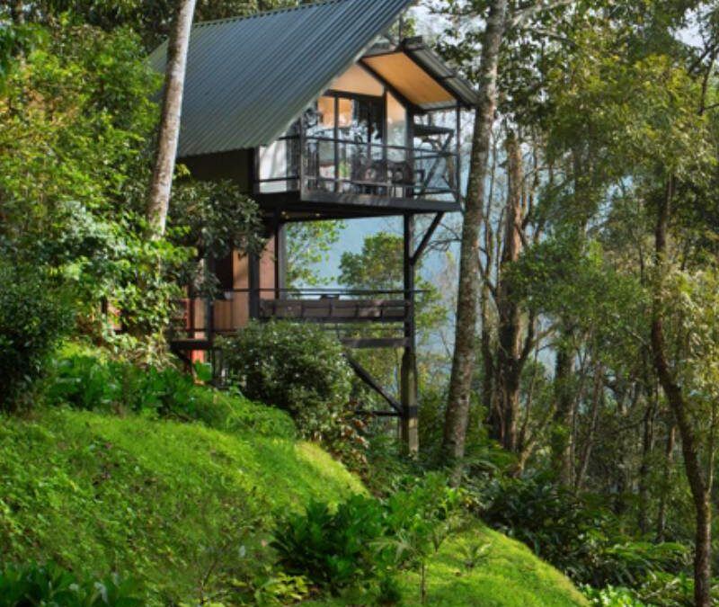 Bamboo Dale Tree house