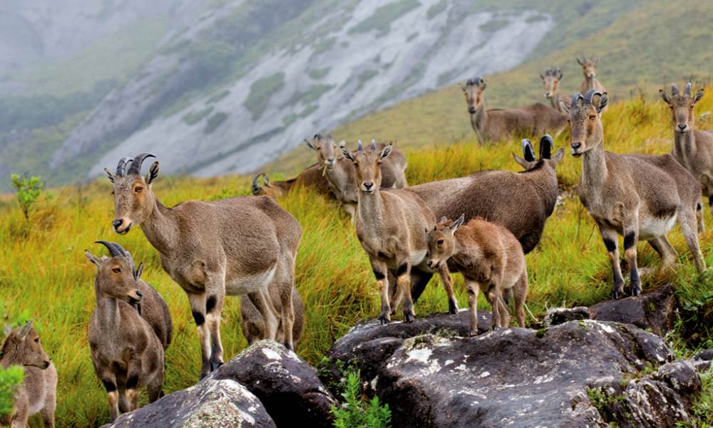 Eravikulam NationalParkk